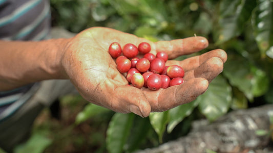 What are coffee varietals and what difference do they make?