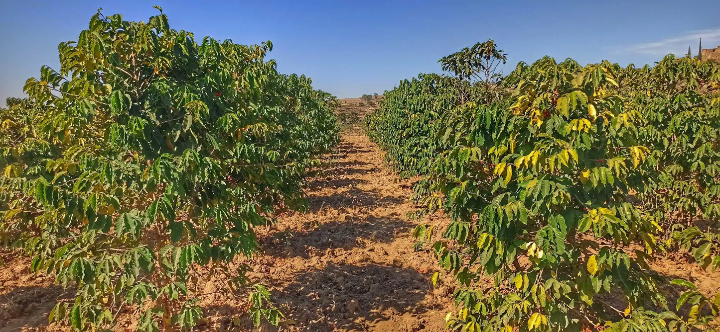 Harazi Wadi Alma – Yemeni Specialty Coffee