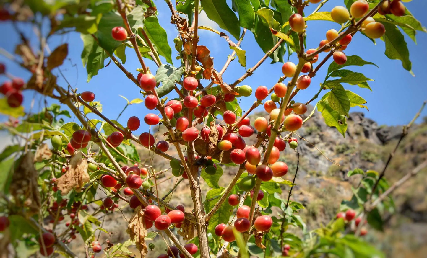 Harazi Wadi Alma – Yemeni Specialty Coffee