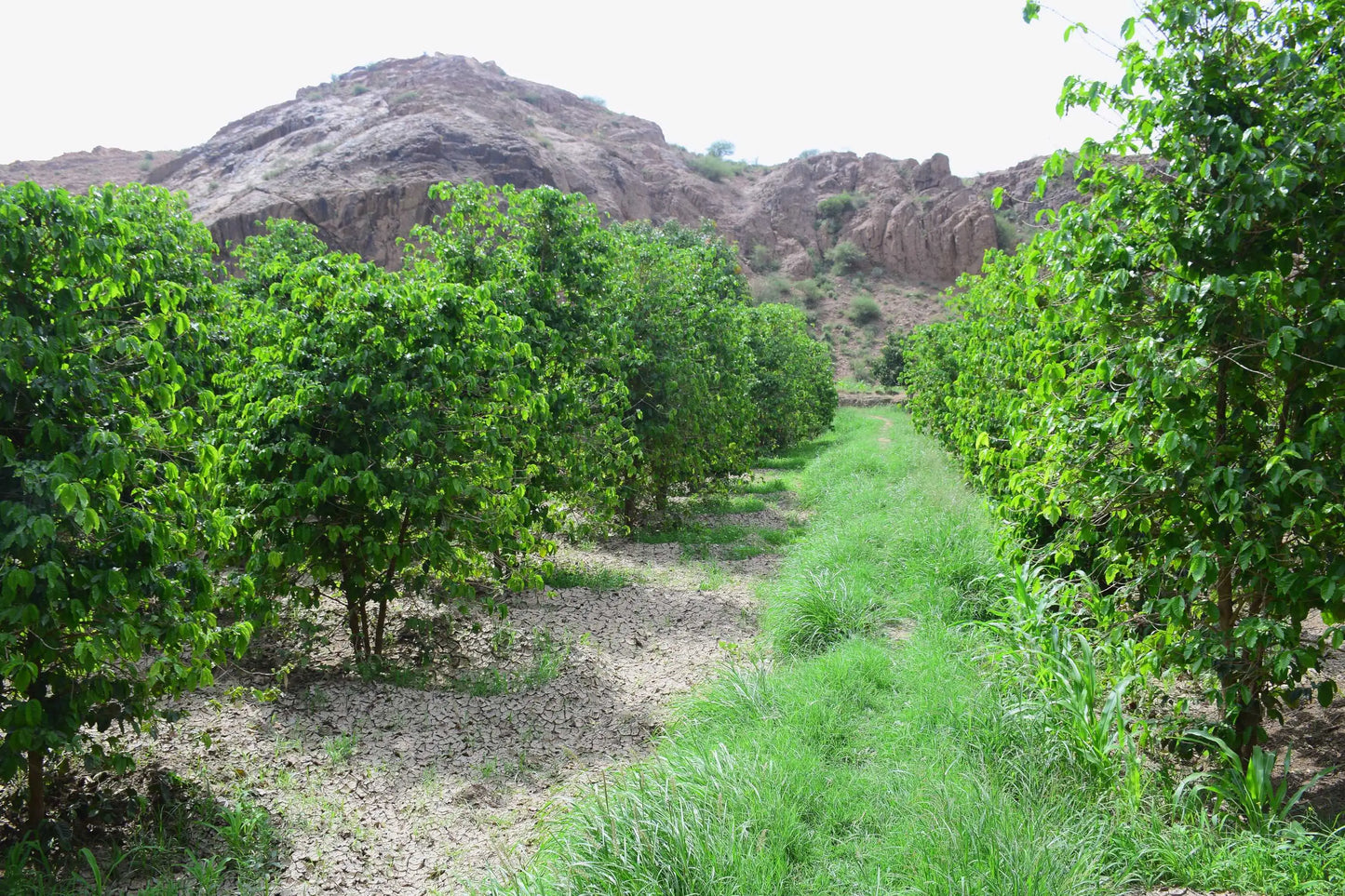 Harazi Wadi Alma – Yemeni Specialty Coffee