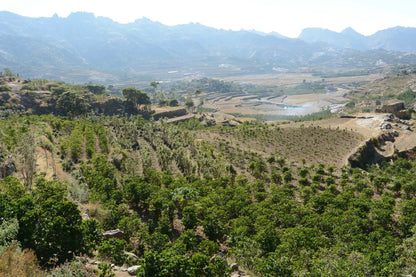 Harazi Wadi Alma – Yemeni Specialty Coffee