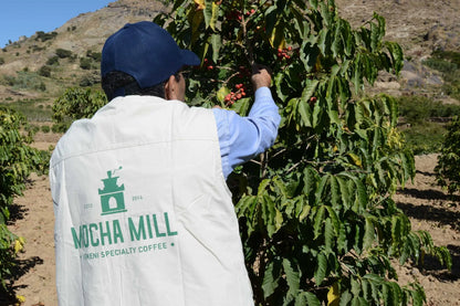 Yemeni Specialty coffee farmer