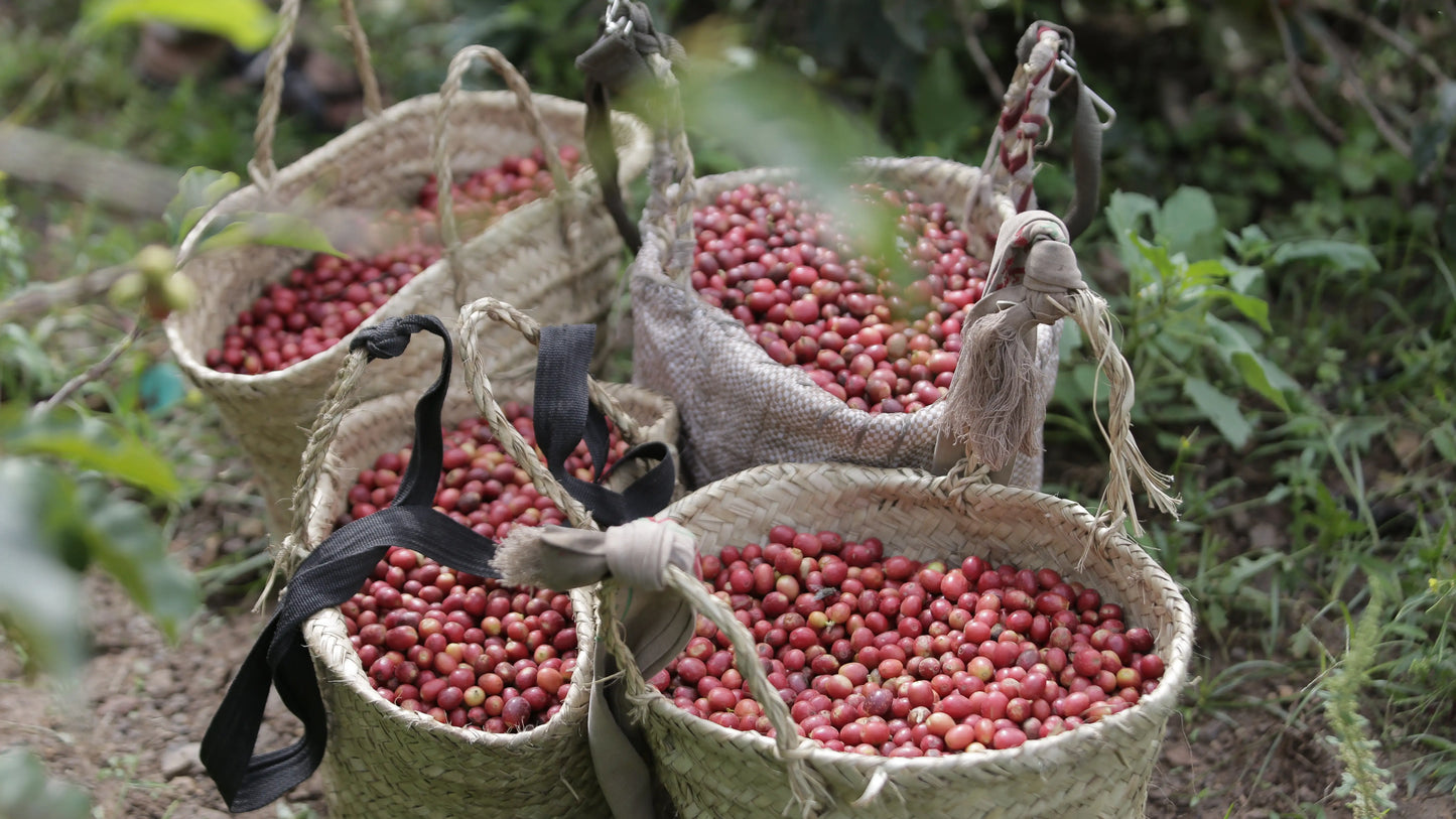 Harazi Wadi Alma – Yemeni Specialty Coffee