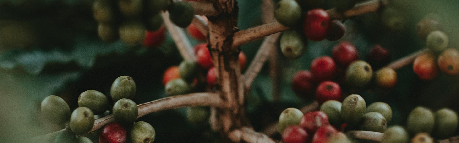 Coffee beans growing on a coffee tree