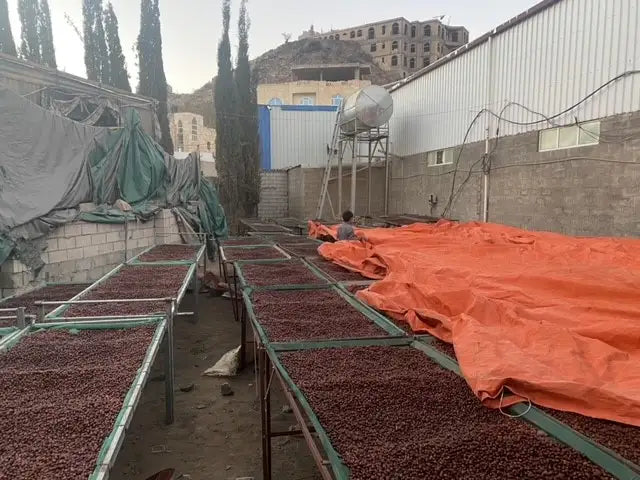 Harazi Wadi Alma – Yemeni Specialty Coffee