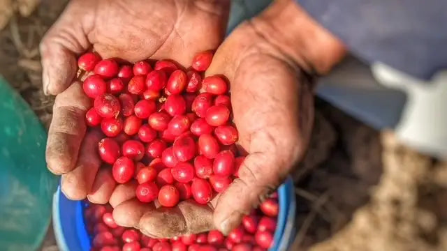 Yemeni specialty coffee beans