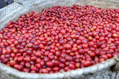 Harazi Wadi Alma – Yemeni Specialty Coffee