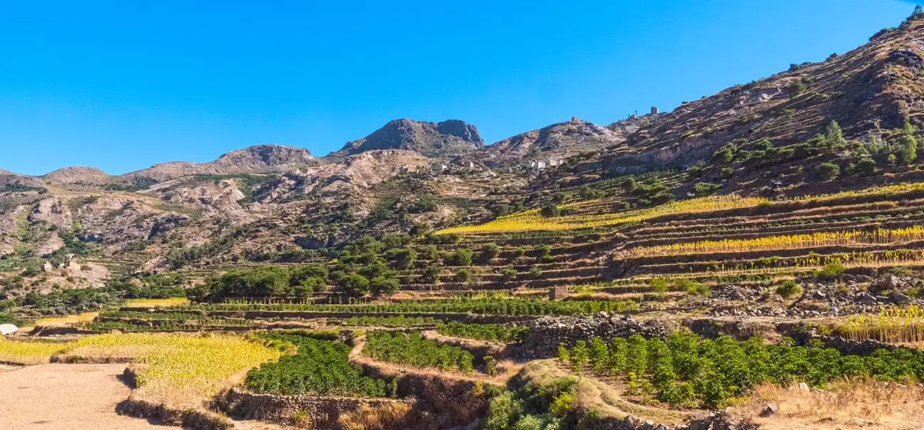 Yemeni specialty coffee farm