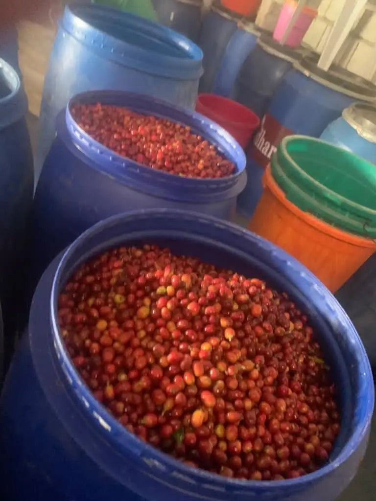 Harazi Wadi Alma – Yemeni Specialty Coffee