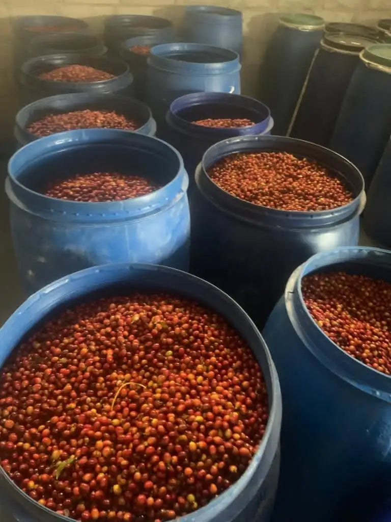 Harazi Wadi Alma – Yemeni Specialty Coffee