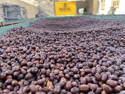 Harazi Wadi Alma – Yemeni Specialty Coffee