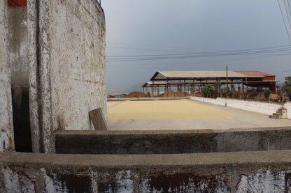 Guatemalan Specialty Coffee drying